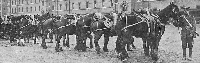 Framed Print : Horses commandeered 1914 Framed Print : Horses commandeered 1914