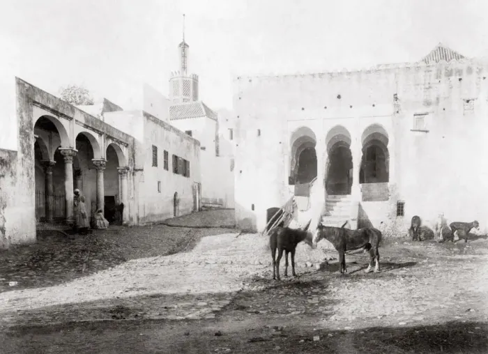 Framed Print : Horses and donkeys Tangier, Morocco, c. 1890 s Framed Print : Horses and donkeys Tangier, Morocco, c. 1890 s