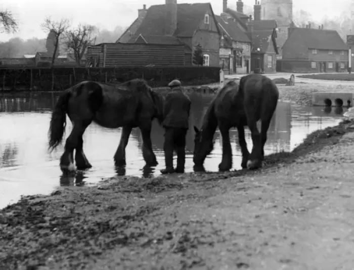 Framed Print : Horses Drinking Framed Print : Horses Drinking