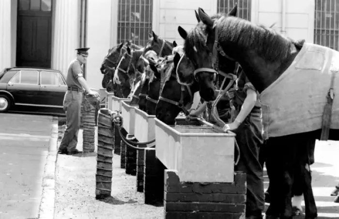 Framed Print : Horses drinking from troughs Framed Print : Horses drinking from troughs