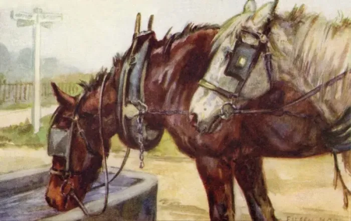 Framed Print : Horses drinking at a water trough