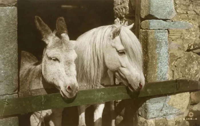 Framed Print : Horses - Grey Horse and Donkey in a stall Framed Print : Horses - Grey Horse and Donkey in a stall