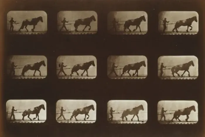 Framed Print : Horses. Hauling Framed Print : Horses. Hauling