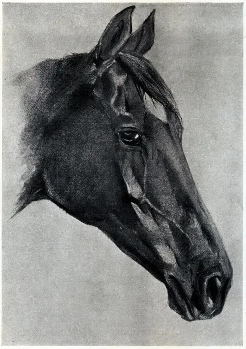 Framed Print : Horse's Head Framed Print : Horse's Head