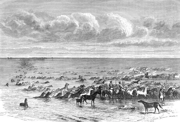 Horses herded across the River Volga, Russia