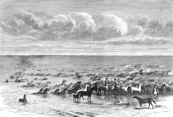 Framed Print : Horses herded across the River Volga, Russia Framed Print : Horses herded across the River Volga, Russia