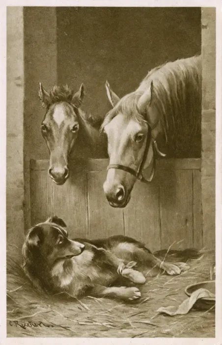 Framed Print : Two Horses and an injured Collie dog Framed Print : Two Horses and an injured Collie dog
