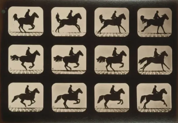 Framed Print : Horses. Irregular Framed Print : Horses. Irregular