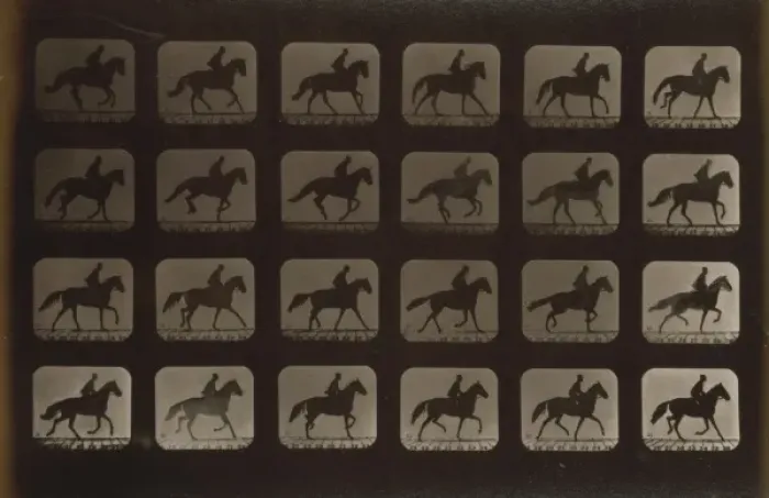 Framed Print : Horses. Irregular Framed Print : Horses. Irregular
