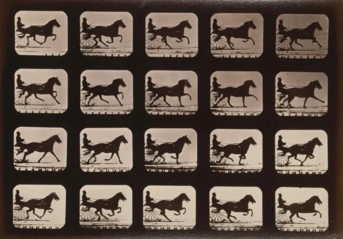 Framed Print : Horses. Irregular Framed Print : Horses. Irregular