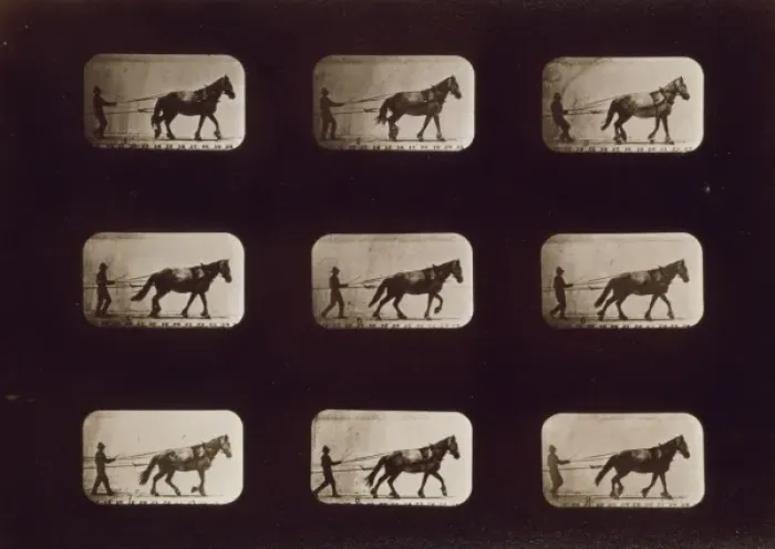 Framed Print : Horses. Irregular Framed Print : Horses. Irregular