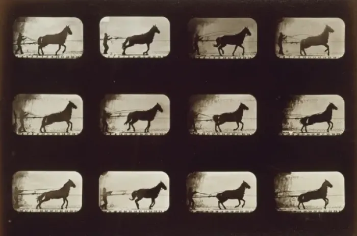 Framed Print : Horses. Irregular Framed Print : Horses. Irregular