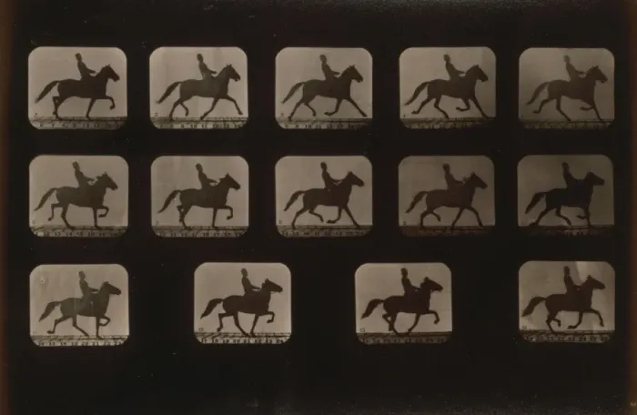 Framed Print : Horses. Irregular Framed Print : Horses. Irregular