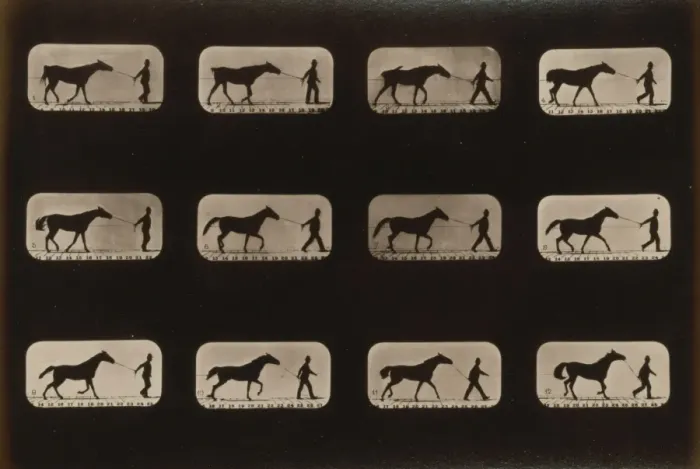 Framed Print : Horses. Irregular Framed Print : Horses. Irregular