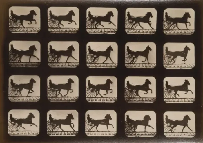 Framed Print : Horses. Irregular