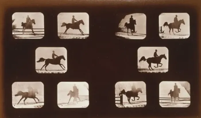Framed Print : Horses. Leaping Framed Print : Horses. Leaping