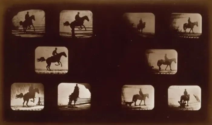 Framed Print : Horses. Leaping - Horses. Walking Framed Print : Horses. Leaping - Horses. Walking