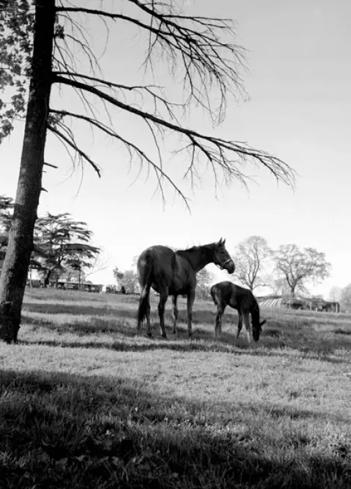 Framed Print : Horses - A mare and her foal Framed Print : Horses - A mare and her foal