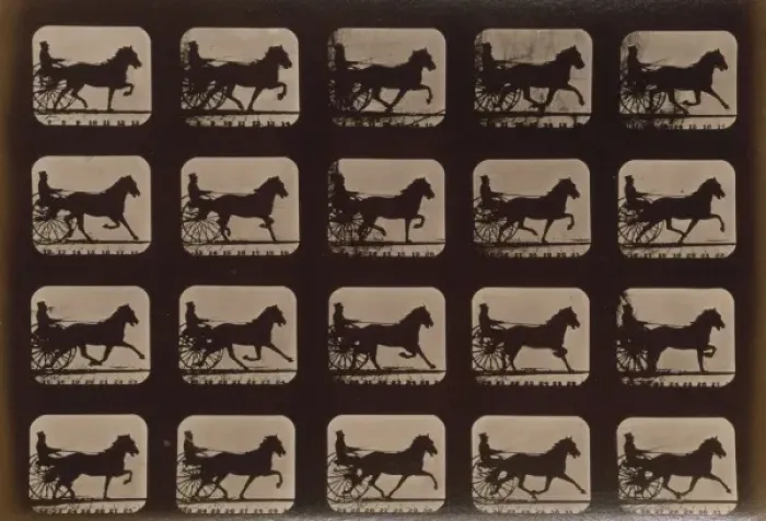 Framed Print : Horses. Pacing Framed Print : Horses. Pacing