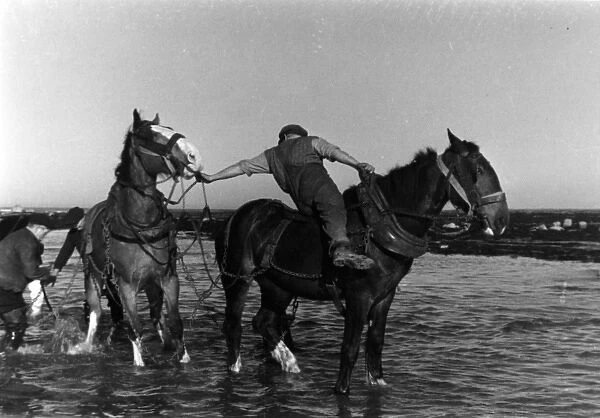 Horses pulling in a fishing boat