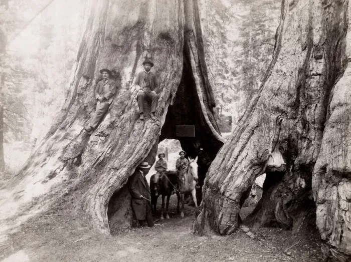 Framed Print : Horses, riders, hollow of big tree, Mariposa Grove, California Framed Print : Horses, riders, hollow of big tree, Mariposa Grove, California