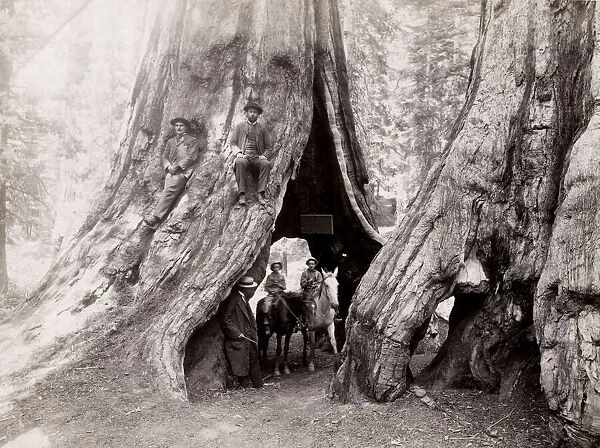 Horses, riders, hollow of big tree, Mariposa Grove, California