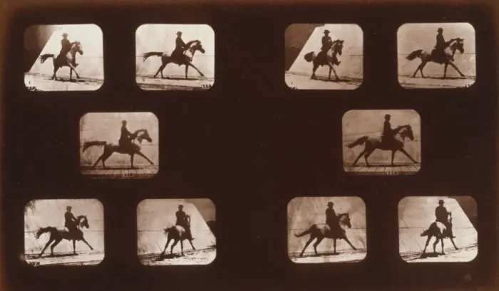 Framed Print : Horses. Running Framed Print : Horses. Running