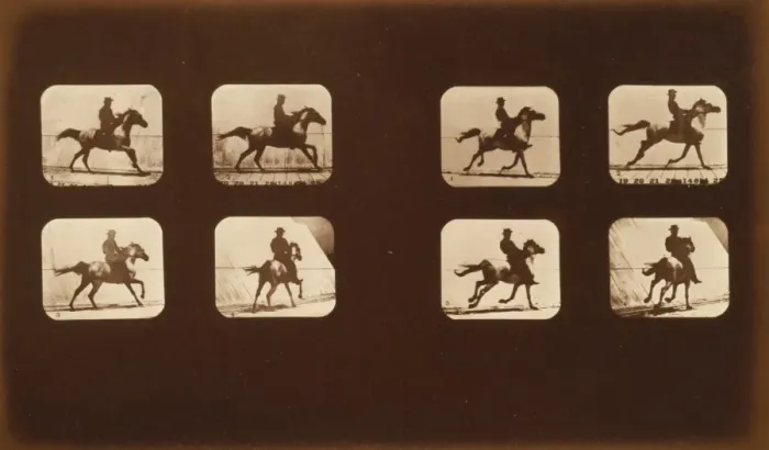 Framed Print : Horses. Running Framed Print : Horses. Running