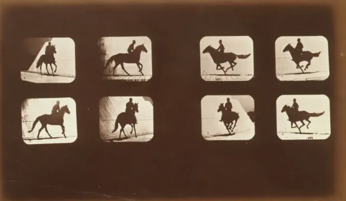 Framed Print : Horses. Running Framed Print : Horses. Running