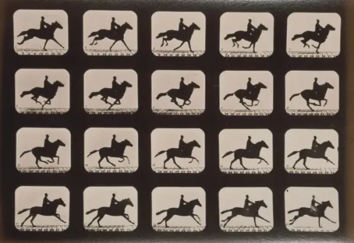 Framed Print : Horses. Running Framed Print : Horses. Running