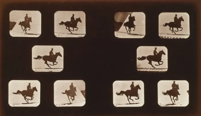 Framed Print : Horses. Running Framed Print : Horses. Running