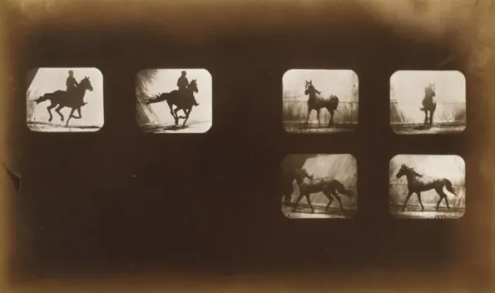 Framed Print : Horses. Running - Horses. Cantering Framed Print : Horses. Running - Horses. Cantering