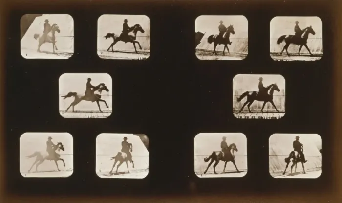 Framed Print : Horses. Running - Horses. Cantering Framed Print : Horses. Running - Horses. Cantering