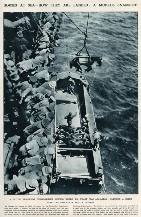 Framed Print : Horses at sea, using slings WWI Framed Print : Horses at sea, using slings WWI