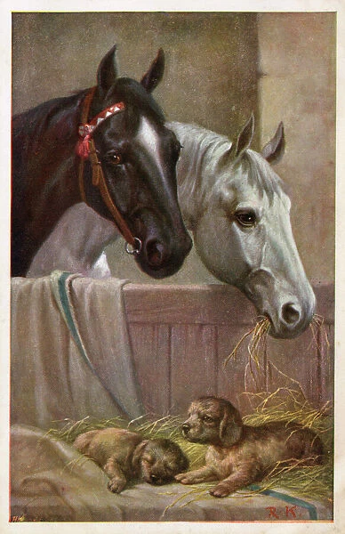 Two Horses in the stable with puppies
