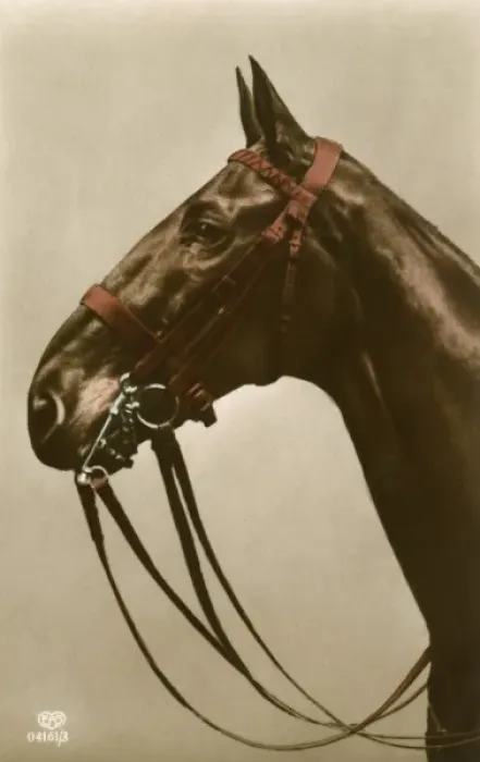 Framed Print : Horses Tack in close-up Framed Print : Horses Tack in close-up