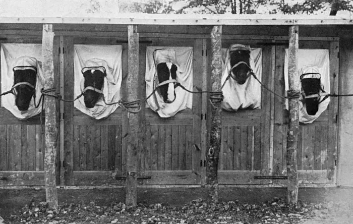 Framed Print : Horses treated for mange, WW1 Framed Print : Horses treated for mange, WW1
