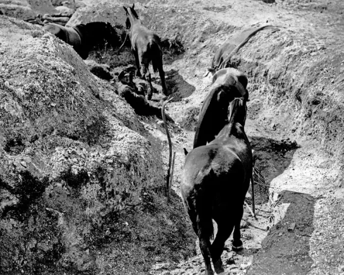 Framed Print : Horses in a trench, Western Front, WW1 Framed Print : Horses in a trench, Western Front, WW1