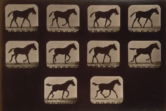 Framed Print : Horses. Trotting Framed Print : Horses. Trotting
