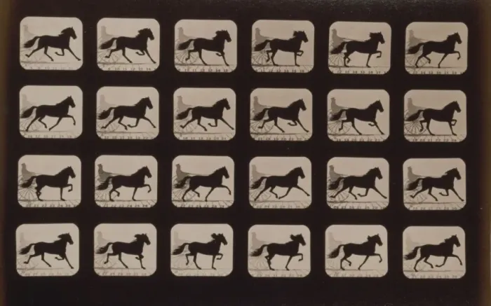 Framed Print : Horses. Trotting Framed Print : Horses. Trotting
