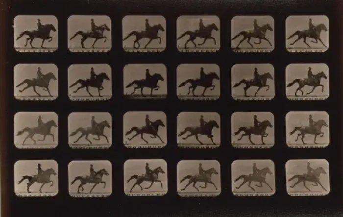 Framed Print : Horses. Trotting Framed Print : Horses. Trotting