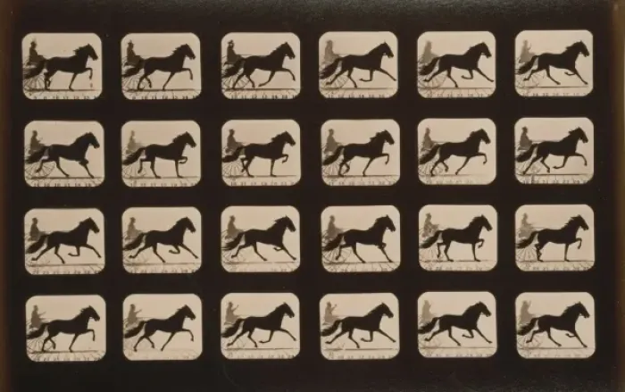 Framed Print : Horses. Trotting Framed Print : Horses. Trotting