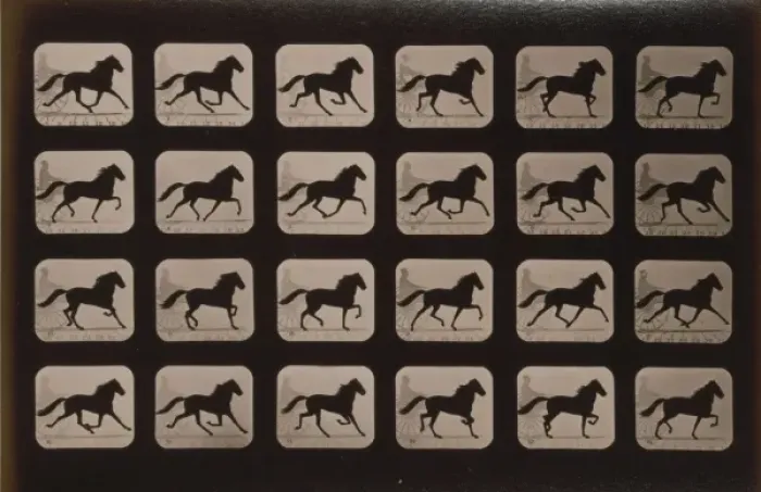Framed Print : Horses. Trotting
