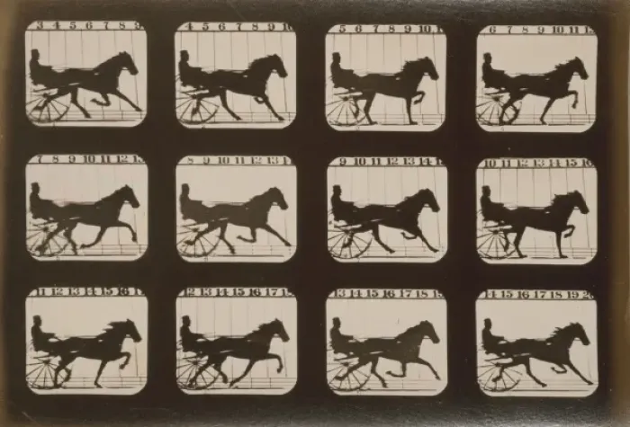 Framed Print : Horses. Trotting Framed Print : Horses. Trotting