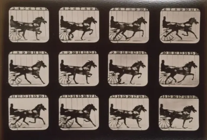 Framed Print : Horses. Trotting Framed Print : Horses. Trotting