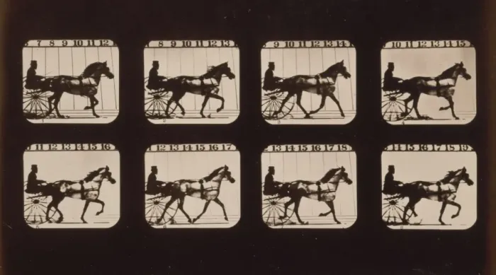 Framed Print : Horses. Trotting Framed Print : Horses. Trotting