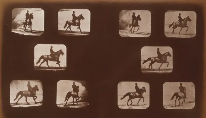 Framed Print : Horses. Trotting Framed Print : Horses. Trotting