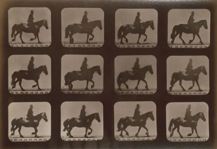 Framed Print : Horses. Trotting Framed Print : Horses. Trotting
