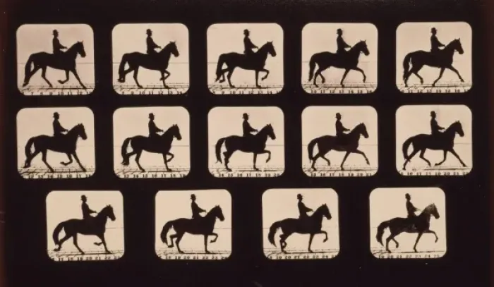 Framed Print : Horses. Trotting Framed Print : Horses. Trotting