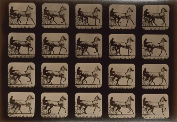 Framed Print : Horses. Trotting Framed Print : Horses. Trotting